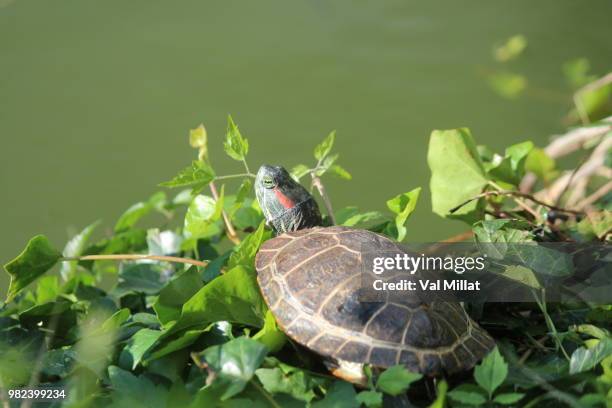 tortue - tortue stock pictures, royalty-free photos & images