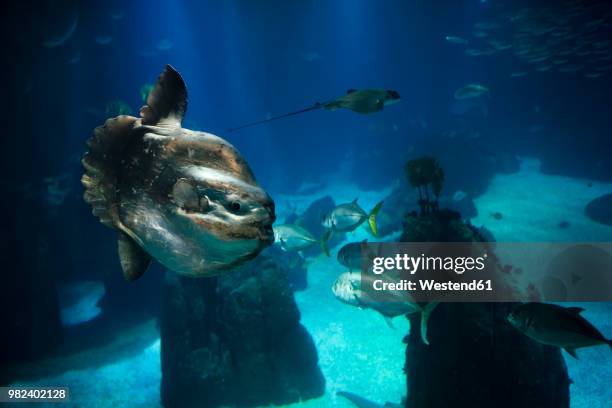 common mola, mola mola, swimming in the aquarium - môle photos et images de collection