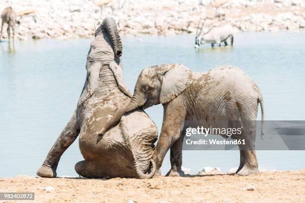 africa, namibia, baby elephants playing next to a waterhole in etosha national park - billabong water stock pictures, royalty-free photos & images