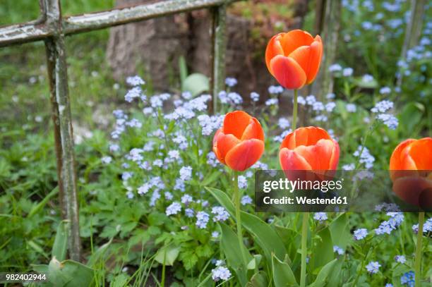 germany, hamburg, altes land, tulips and forget-me-not in front of rusty window in garden - forget me not stockfoto's en -beelden