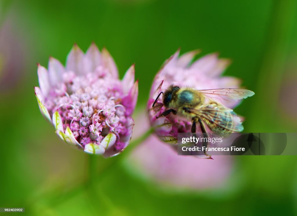 Alnwick Garden Bee