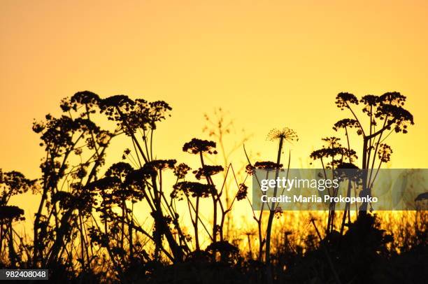 day is over... - thistle silhouette stock pictures, royalty-free photos & images