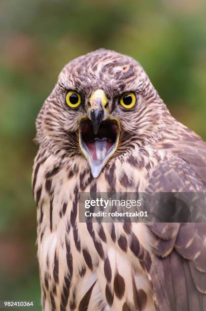 flacon - goshawk fotografías e imágenes de stock