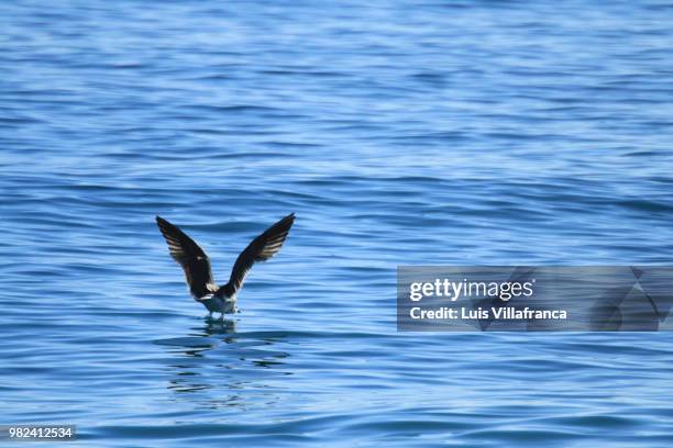 gaviota - gaivota stock pictures, royalty-free photos & images