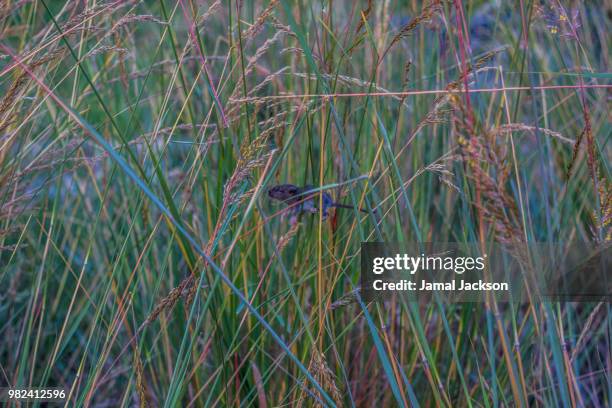 mouse in the field - field mouse stock pictures, royalty-free photos & images