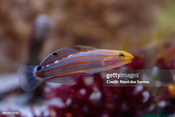Yellow Anglet 435 Yellow Angelfish Stock Photos, High-Res Pictures, and Images ...