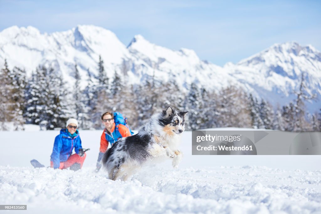 Austria, Tyrol, snowshoe hikers and dog, jumping in the snow