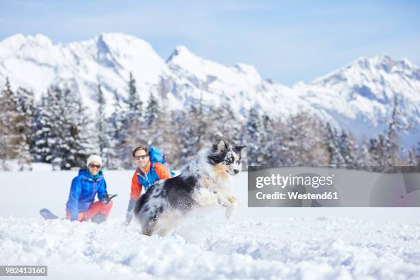 austria, tyrol, snowshoe hikers and dog, jumping in the snow - dog jumping stockfoto's en -beelden