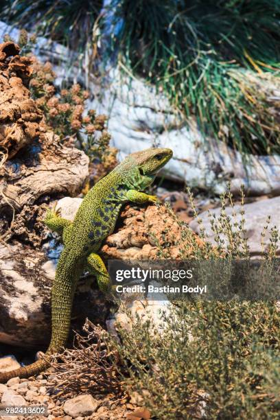 lizard - ocellated turkey stock pictures, royalty-free photos & images