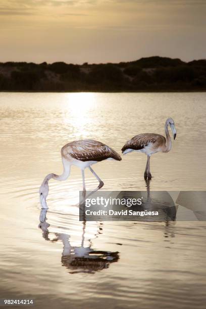 Golden Dream High-Res Stock Photo