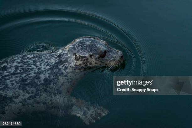 harbour seal in horseshoe bay - seal bay fotografías e imágenes de stock