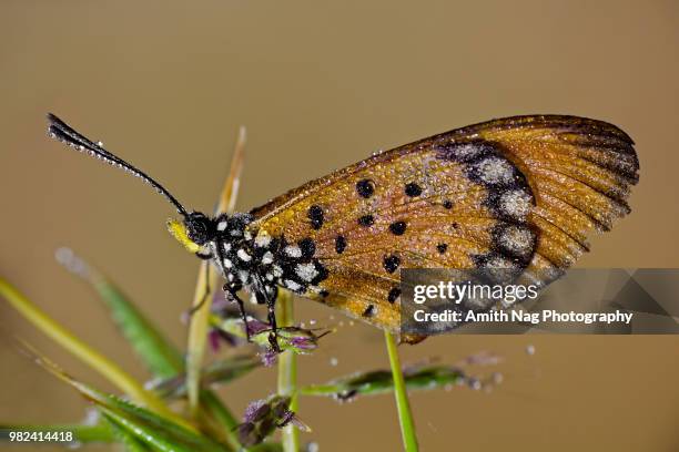 macro of a tiny butterfly covered in dew in a field of grass - indischer subkontinent abstammung stock-fotos und bilder