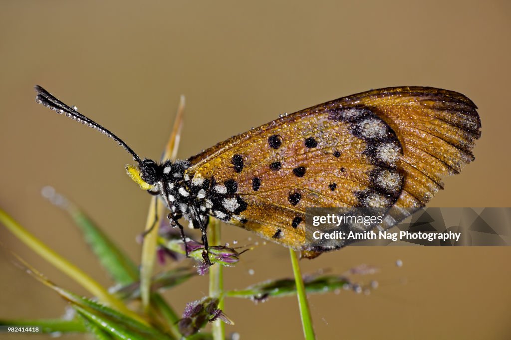 Macro of a tiny butterfly covered in dew in a field of grass