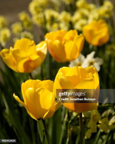 garden of tulips - buisson stock pictures, royalty-free photos & images