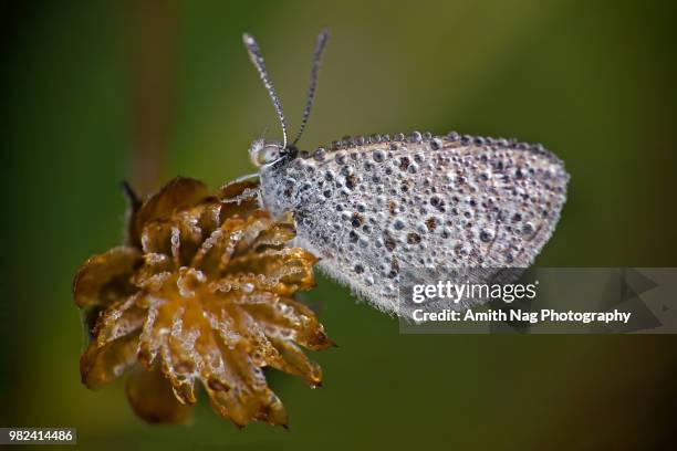 macro of a tiny butterfly covered in dew in a field of grass - indischer subkontinent abstammung stock-fotos und bilder