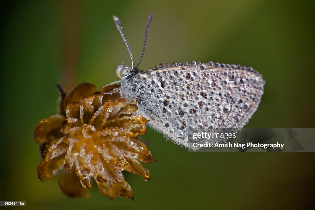 Macro of a tiny butterfly covered in dew in a field of grass