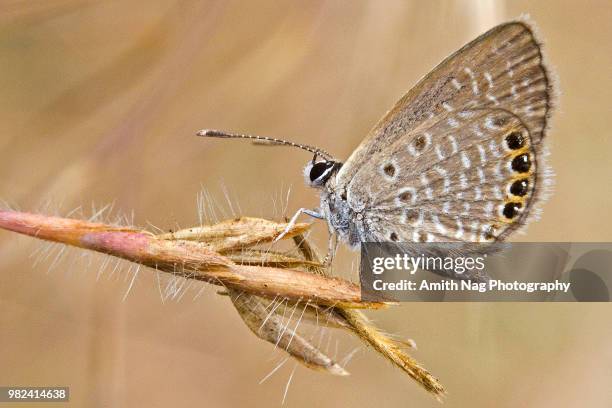 macro of a tiny butterfly covered in dew in a field of grass - indischer subkontinent abstammung stock-fotos und bilder