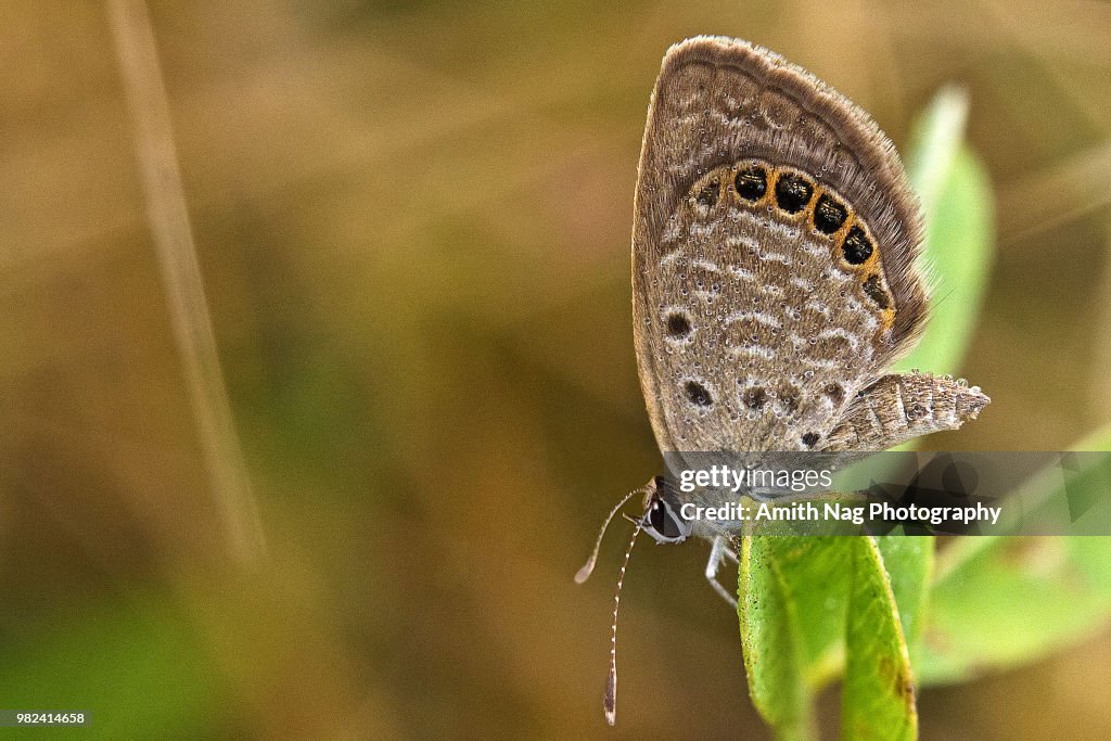 Macro of a tiny butterfly covered in dew in a field of grass