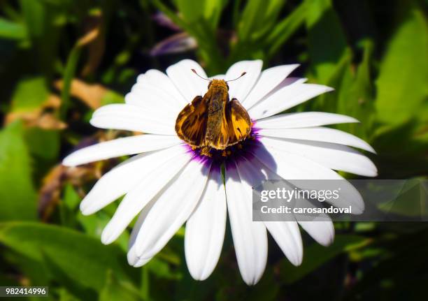 hylephila signata - signata - fotografias e filmes do acervo
