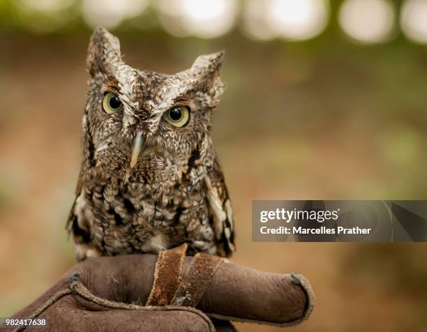 screech owl - assiolo americano foto e immagini stock