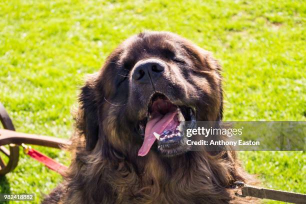 sloppy woofer - little easton stock pictures, royalty-free photos & images