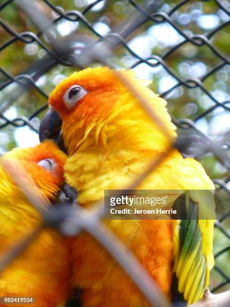 birds in love - sun conure stock pictures, royalty-free photos & images