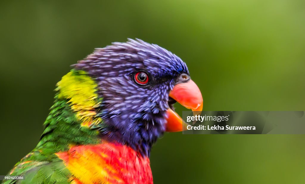 (Rainbow Lorrikeet)