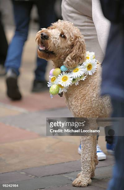 Pet dog takes part in the annual Easter Parade bonnet and costume-wearing festivities on April 4, 2010 in New York City. The parade is a New York...