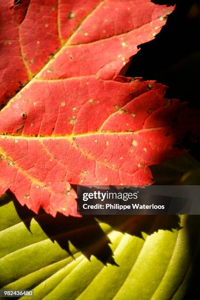 feuille d'automne et plante - feuille stock pictures, royalty-free photos & images