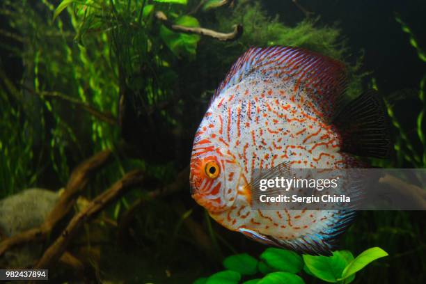 173 Discus Poisson Stock Photos, High-Res Pictures, and Images - Getty ...