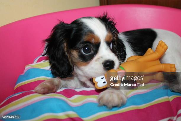 trilli: the little cavalier king charles spaniel - tini stock pictures, royalty-free photos & images