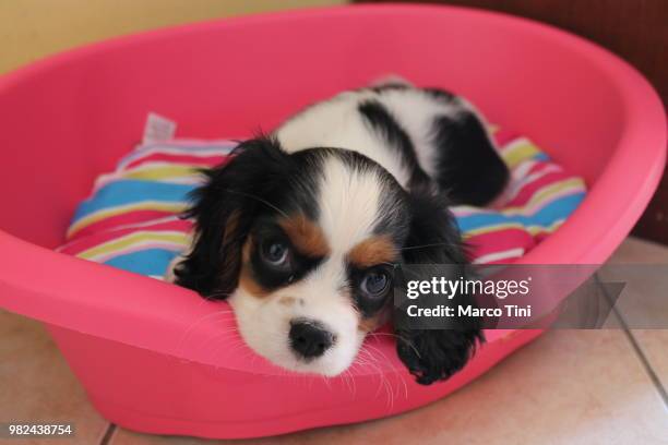 trilli: the little cavalier king charles spaniel - tini stock pictures, royalty-free photos & images