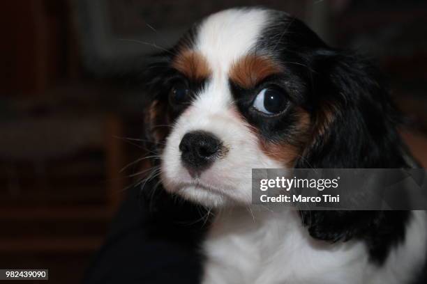 trilli: the little cavalier king charles spaniel - tini stock pictures, royalty-free photos & images