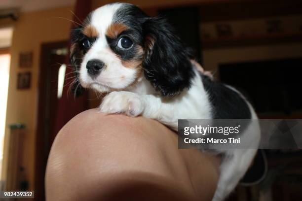 trilli: the little cavalier king charles spaniel - tini stock pictures, royalty-free photos & images