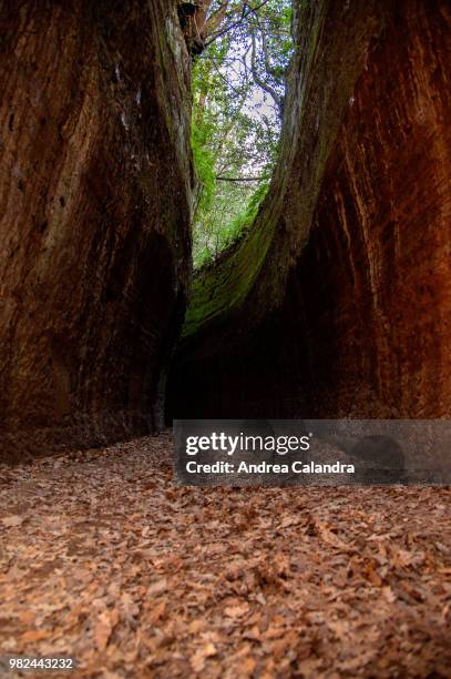 vie cave - arbre vie stock pictures, royalty-free photos & images