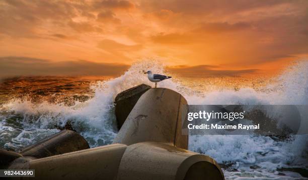 la mouette et le rocher - la mouette imagens e fotografias de stock