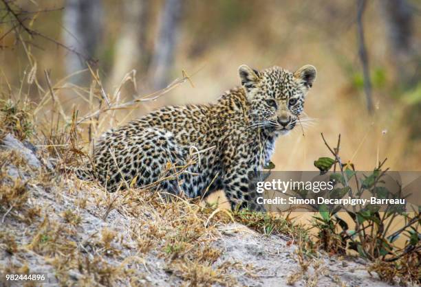 leopard cub - leopard cub stock pictures, royalty-free photos & images