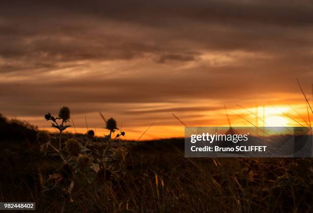 thistle in sunrise - thistle silhouette stock pictures, royalty-free photos & images