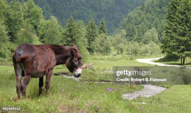 esel / donkey - esel stock pictures, royalty-free photos & images