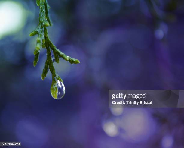 raindrop on tree needles - american arborvitae stock pictures, royalty-free photos & images