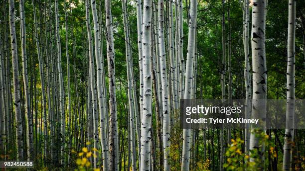 aspens at lake creek trail - kinney lake stock pictures, royalty-free photos & images