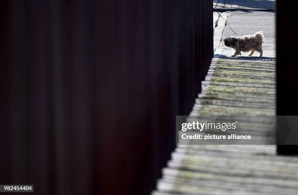 Dpatop - A dog walks by the Berlin Wall memorial site in Berlin, Germany, 5 February 2018. The Berlin Wall stood for 28 years, two months and 26...