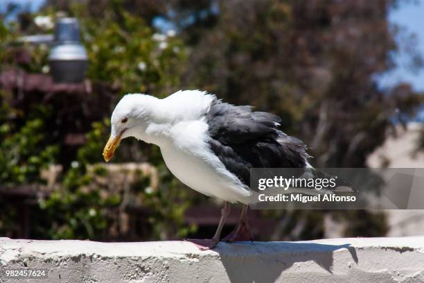 seagul - kelp gull stock pictures, royalty-free photos & images