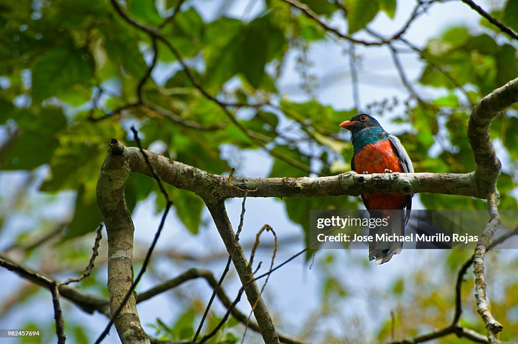 Slaty- Tailed Trogon