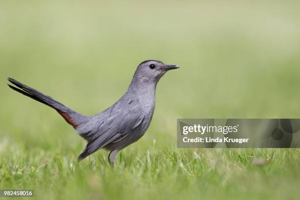 gray catbird - gray catbird stock pictures, royalty-free photos & images