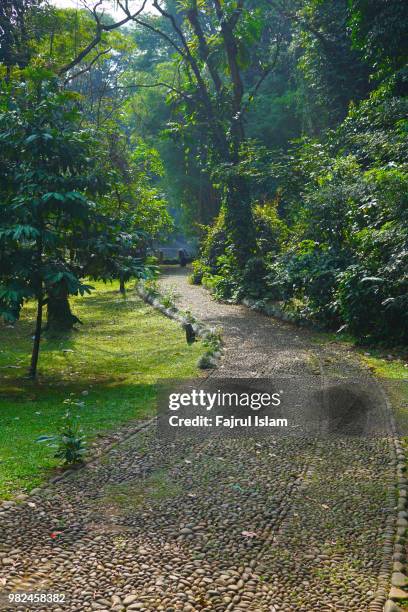 footpath heading to park with shady tree - bogor stockfoto's en -beelden