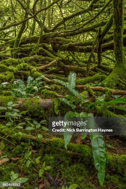 green woods - nick haynes stock pictures, royalty-free photos & images