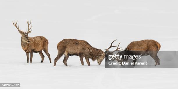 elk stags fighting in snow. - daniel elk stock pictures, royalty-free photos & images