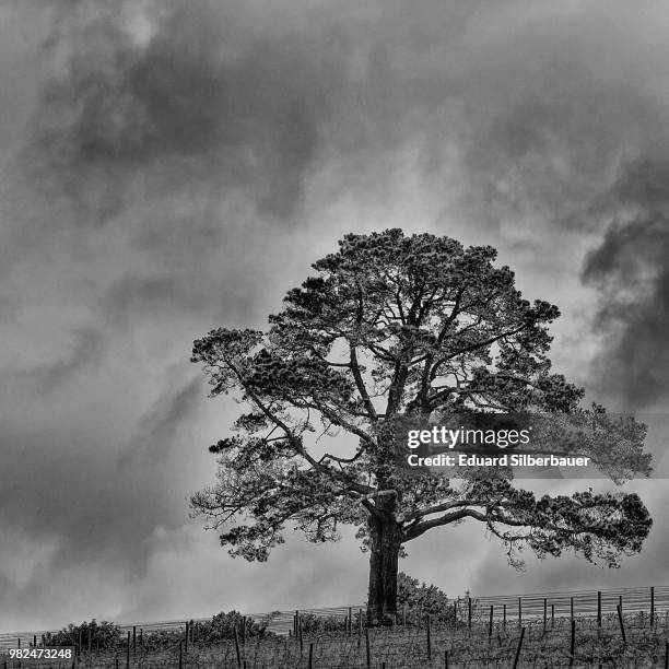 lone tree - silberbauer stock pictures, royalty-free photos & images