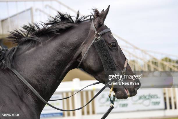 Legale after winning the Hertz Ballarat 3YO Maiden Plate, at Sportsbet-Ballarat Racecourse on June 24, 2018 in Ballarat, Australia.